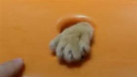 貓,貓咪,貓掌,貓爪,塑膠椅,硬幣,零錢（圖／翻攝自抖音用戶tw20195233ya）