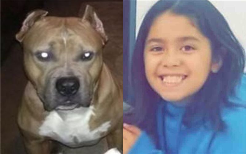 恐怖 9歲童慘遭3比特犬圍攻咬死父抱斷頸女跪地痛哭 國際 三立新聞網setn Com