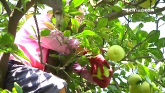 颱風沒來菜先漲！蔬菜價飆至8月最高