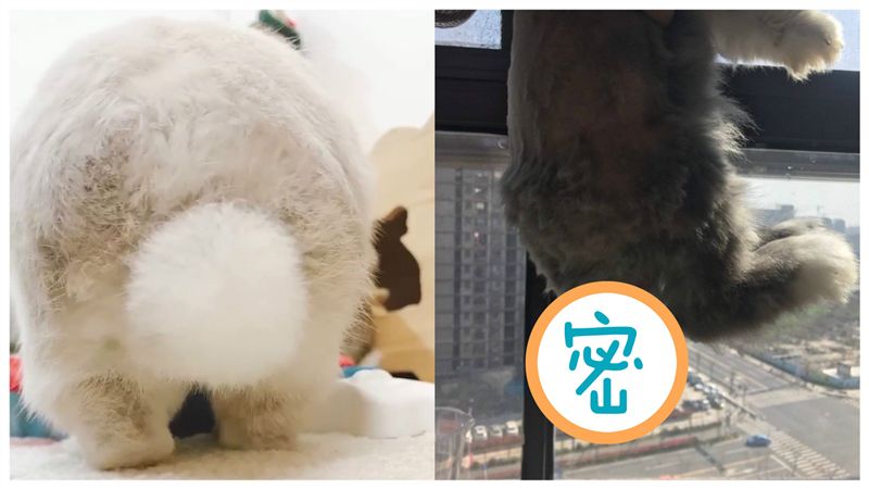 超萌小肉球！兔子尾巴剃毛後　網傻眼