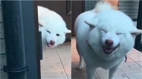 白色柴犬。（圖／翻攝自@hanarin54 IG）