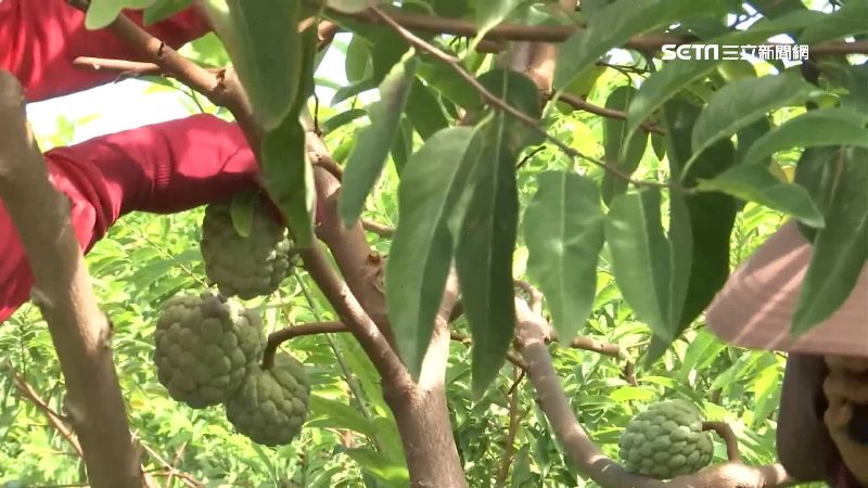 憂颱風打落果實　大目釋迦農民忙剪枝