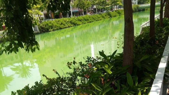 韓流發威？愛河支流變色「抹茶拿鐵」