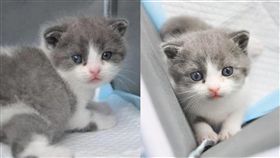 複製,寵物,貓,大陸,中國,基因,生物,科技,壽命,照顧,　圖／翻攝自微博