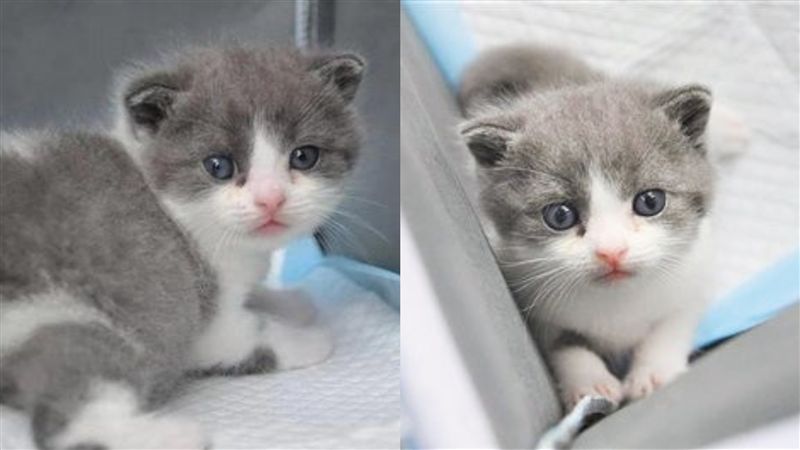 砸百萬「還魂」！大陸首隻複製貓