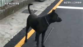 狗狗綁棍子項鍊！同手同腳超哀怨網笑翻　內行人：神棍別拆（圖／網友葉正棋授權提供）