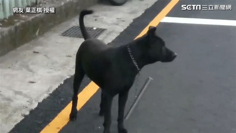 狗狗綁棍子項鍊！內行人：神棍不可拆