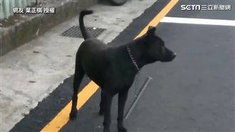 狗狗綁棍子項鍊！內行人：神棍不可拆