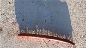 馬陸。(圖/翻攝自Chris Dull臉書)