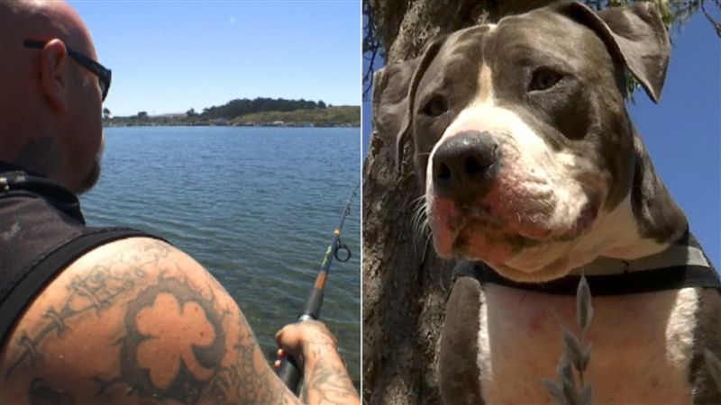 垂釣男遭鯊咬　比特犬勇猛護主幫逃脫