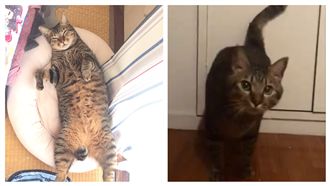 貓不尿尿又沒病…醫曝「玄機」奴崩潰