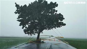 白鹿狂風暴雨肆虐台東　金城武樹現況曝光
圖台東池上鄉民代表許金興授權提供