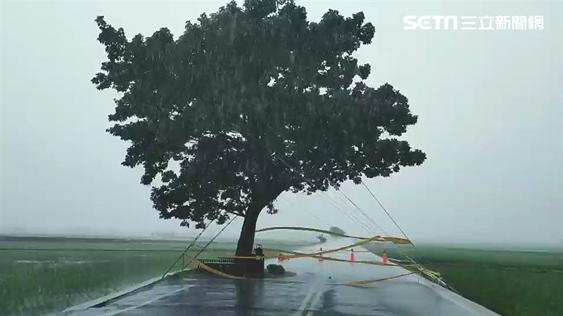 白鹿狂風暴雨肆虐　金城武樹現況曝光