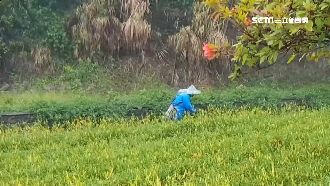 風雨開炸台東！民眾冒雨擺攤、採收