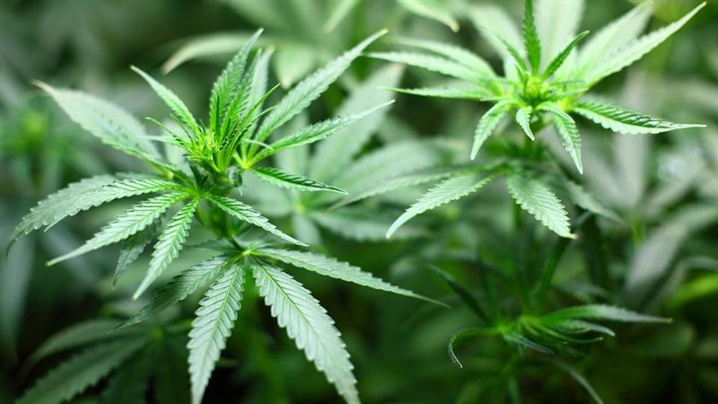 癌王 胰臟癌有特效藥 哈佛 大麻 可能是關鍵 國際 三立新聞網setn Com