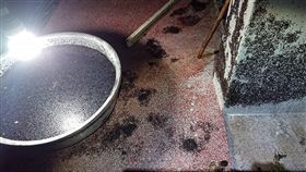 嘉義,飛蟻,數量,密集恐懼,困擾