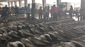 颱風,白鹿,東港,鮪魚,翻倍