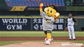 阪神虎吉祥物Lucky、Ki-Ta開球。(圖／記者王怡翔攝影）