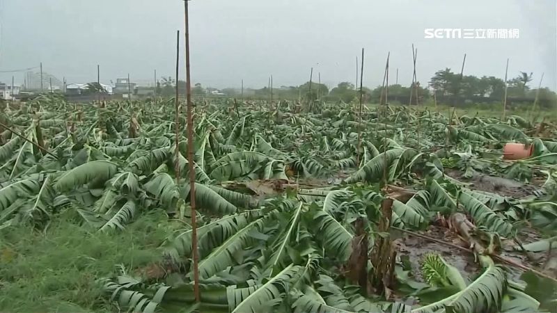 「白鹿」狠踹　台東農損近1200萬