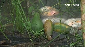 白鹿風雨襲美濃！木瓜農嘆木瓜又泡爛