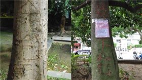 樹，北投，英文（組合圖／翻攝台北之北投幫臉書）