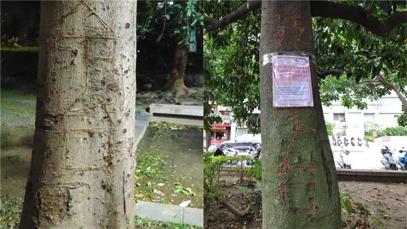 樹木遭刻「英文下台」…網友怒嗆揪兇