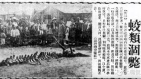 大陸,遼寧,墜龍,營口,龍骨（圖／翻攝新浪微博）