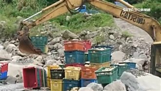 搶收芒果！桃源果農靠怪手接駁下山