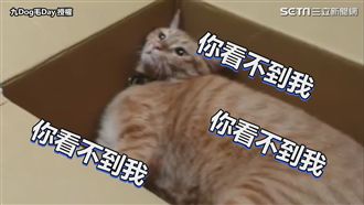 屁孩喵用「隱身術」？狗狗表示看得見