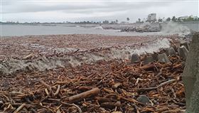 台東縣,富岡漁港,白鹿,廢棄物清理,滿布雜木(圖/中央社)