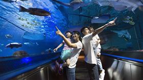 ▲美人魚動畫實境劇場（圖／遠雄海洋公園提供）