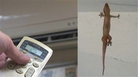 冷氣主機板拆開見屍　網友揭壁虎習性（組圖／資料照、翻攝自爆料公社）