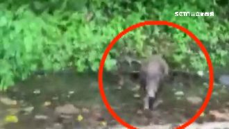 騎士一路尾隨山豬…下秒慘遭豬突猛進
