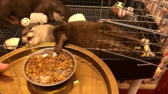 水獺「軟爛進食」！網笑翻：就是我啊