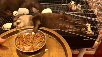 水獺「軟爛進食」！網笑翻：就是我啊
