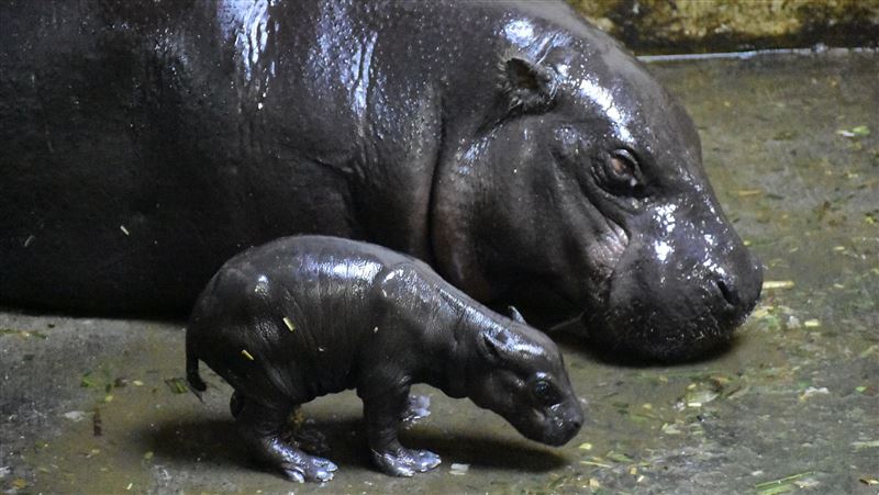 壽山動物園有喜　侏儒河馬寶寶待命名