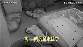 哈士奇睡覺「睡到腳卡住」！　竟意外驚動全家人！