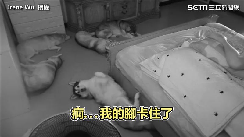 哈士奇「睡到腳卡住」　意外驚動全家