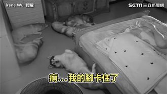 哈士奇「睡到腳卡住」　意外驚動全家