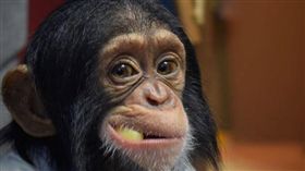 黑猩猩與橘貓。（圖／翻攝自rozechimpanzee ig）