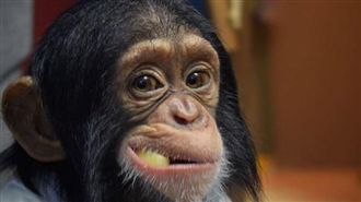 霸道猩猩吃零食　見牠搶食整嘴塞瓶內