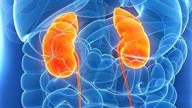 美國,腎臟,換腎,品質,移植