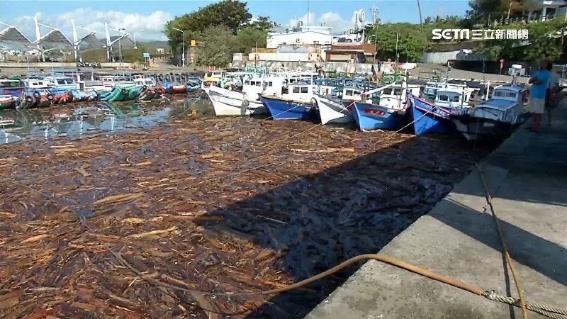 漂流木塞爆富岡漁港　開放居民撿拾