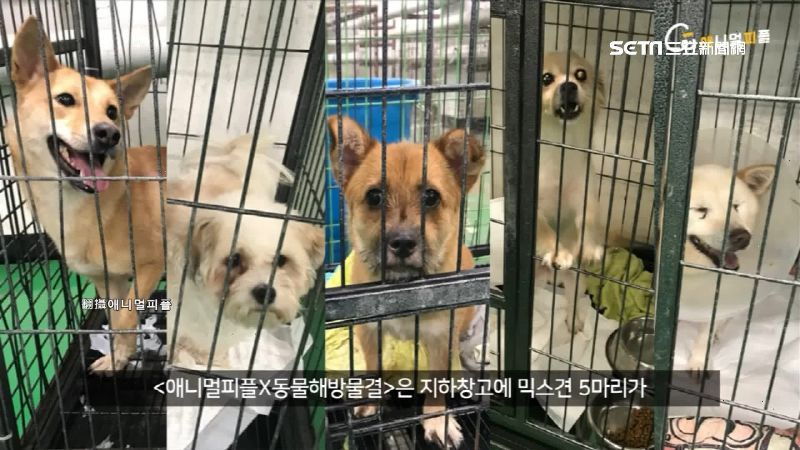 獸醫系爆虐狗　強制抹片實驗影片曝光