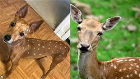 家中驚見梅花鹿！網一看笑翻　原來是小黃（圖／翻攝自爆廢公社／Pixabay）