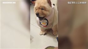 ▲阿肥不停吃著阿嬤的特製肉絲。（圖／我是鬆獅阿肥 授權）