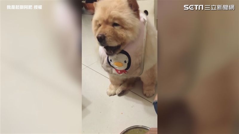阿嬤覺得你餓！金孫汪特製肉絲餵不停