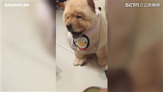 阿嬤覺得你餓！金孫汪特製肉絲餵不停