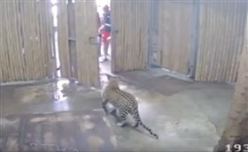 泰國,蘇美島,Koh Samui,美洲豹,Orr Burns,野生動物園,撕咬