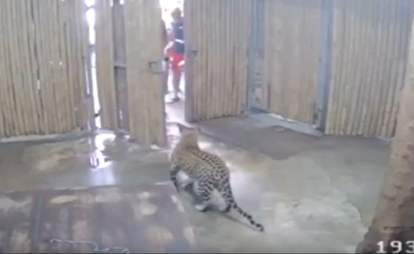 動物園亂開門　美洲豹衝出撕咬2歲童